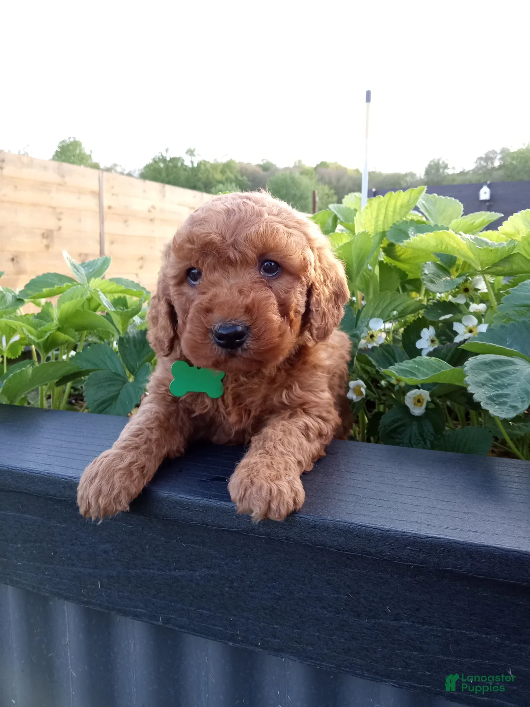Mini Goldendoodle dogs for sale: Charlie F1b - Ad 2