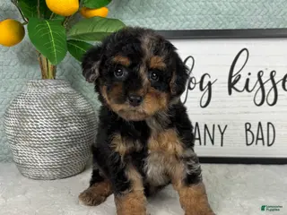 Yorkiepoo dogs Peanut - Ad 40
