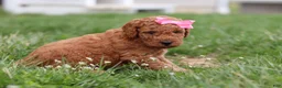 Mini Goldendoodle dogs for sale: Tessa - Ad 7