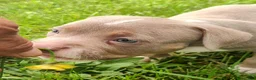 American Bully dogs for sale: American Bully 3- Teddy - Ad 3