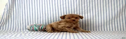 Shihpoo dogs for sale: Preston - Ad 3