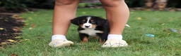 Bernese Mountain Dog dogs for sale: Bruno - Ad 5