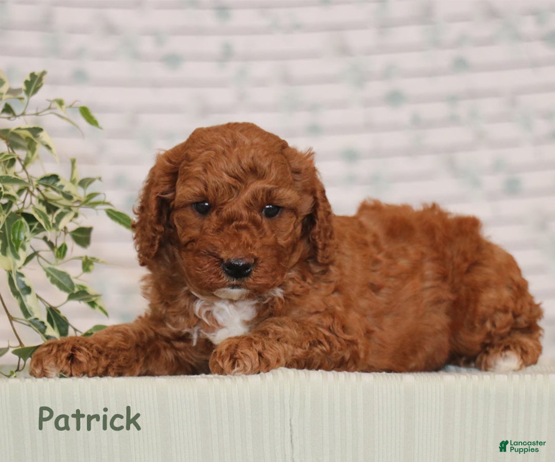 Miniature Poodle dogs for sale: Patrick - Ad 3