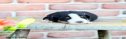 Greater Swiss Mountain Dog dogs for sale: Margrit - Ad 2