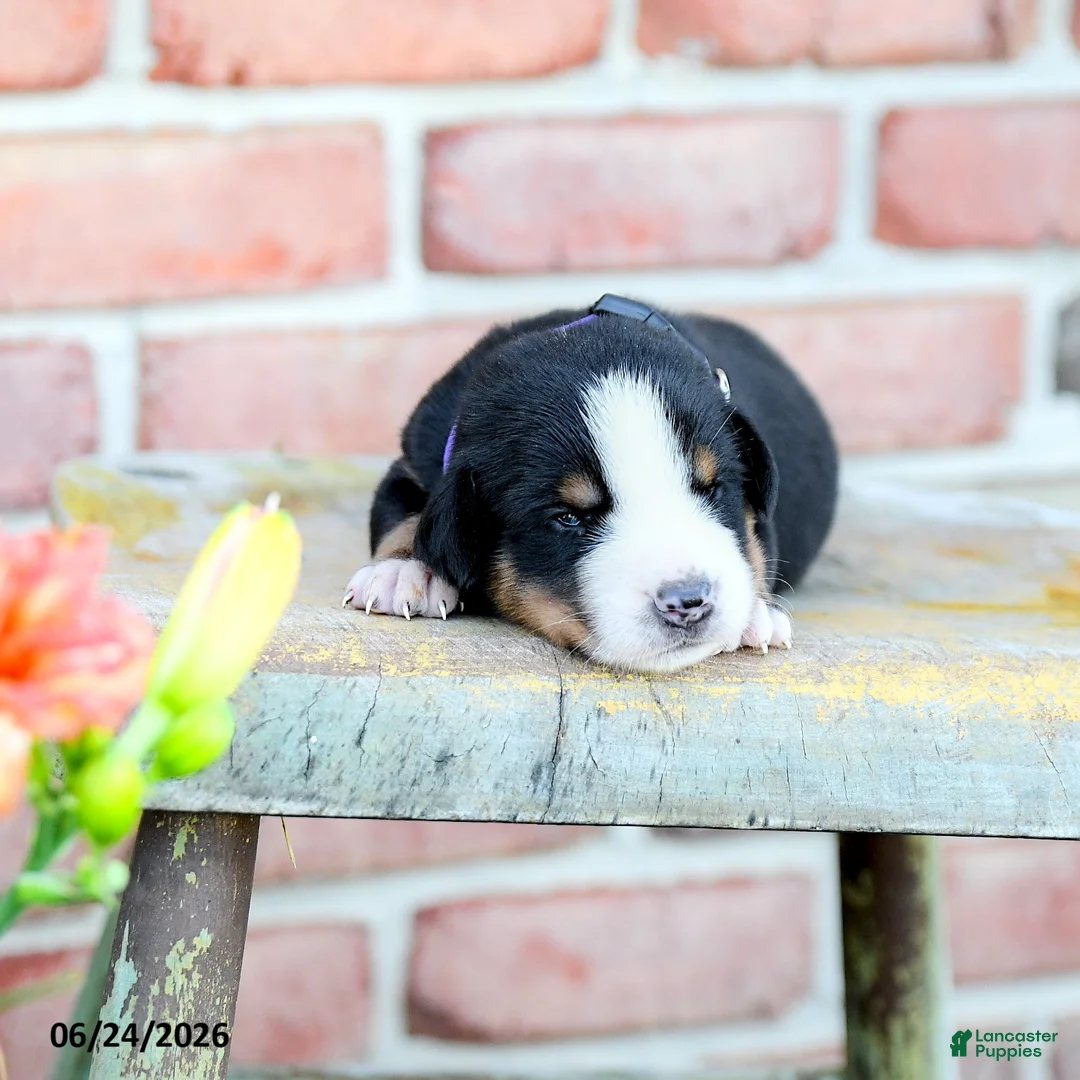 Greater Swiss Mountain Dog dogs for sale: Margrit - Ad 2