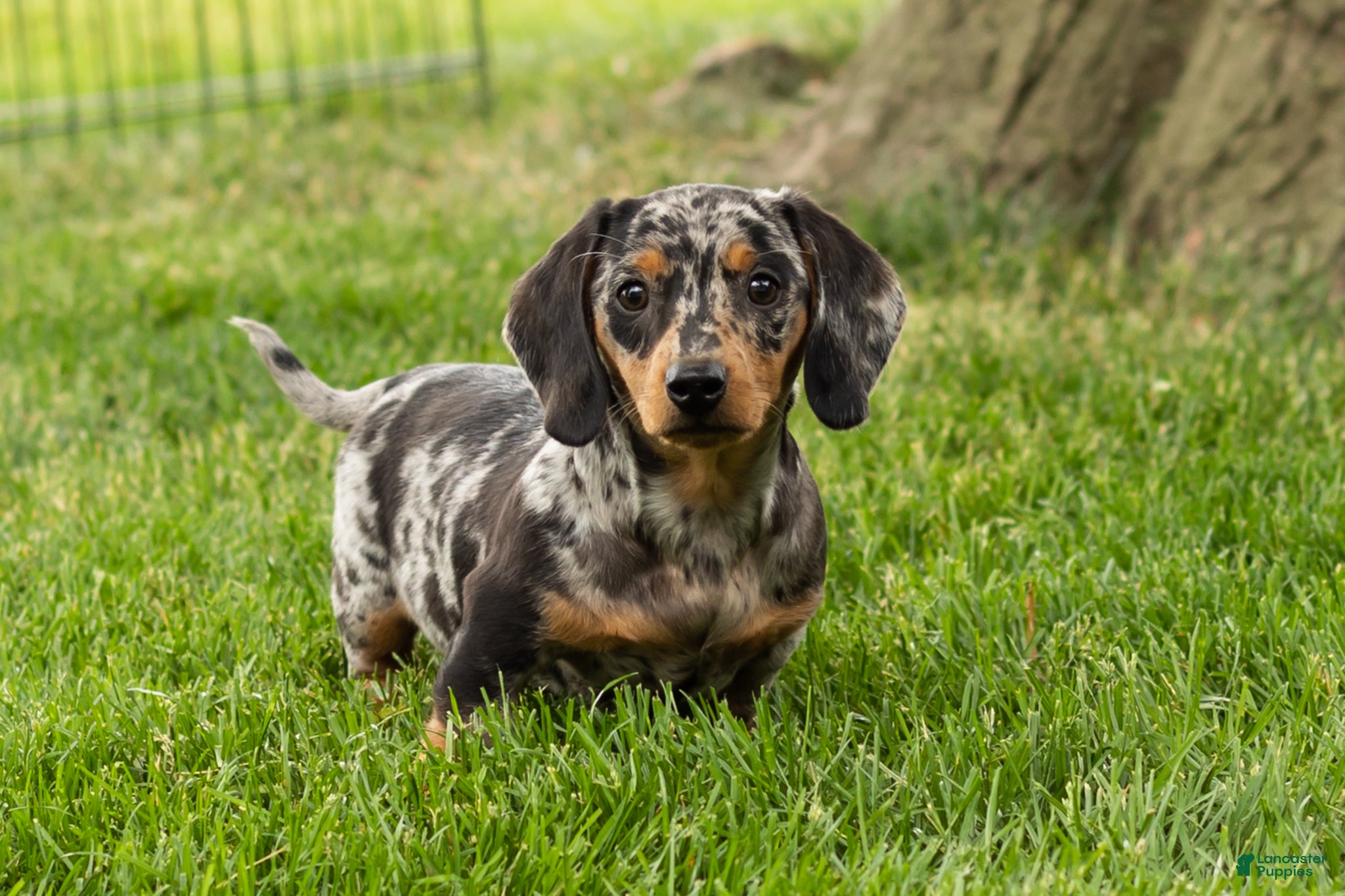 Miniature Dachshund dogs Otis  - Ad 39