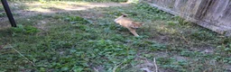 Shiba Inu dogs for sale: Shrimp - Ad 8