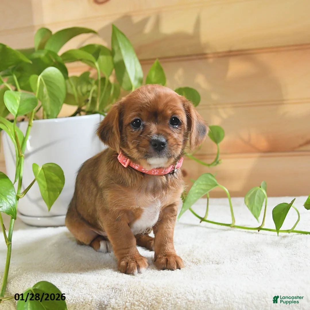 Shorkie dogs for sale: Opal - Ad 3