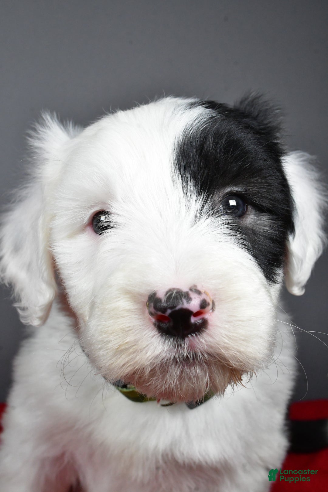 Old English Sheepdog dogs for sale: Crystal  - Ad 5