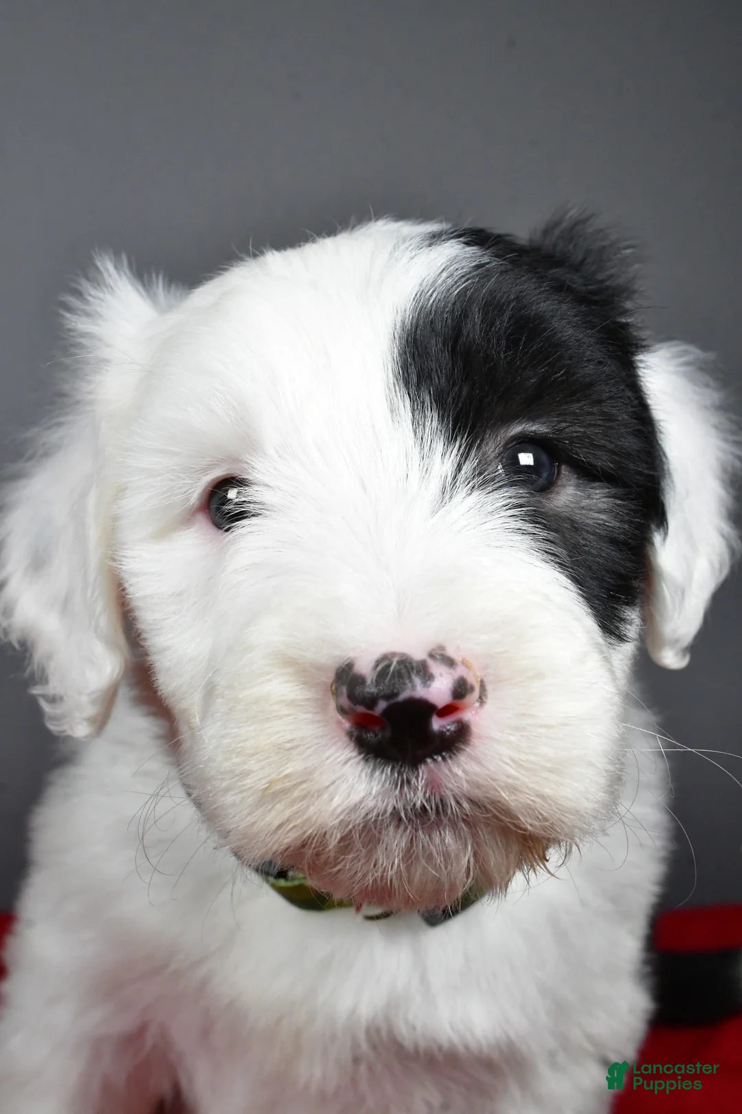 Old English Sheepdog dogs for sale: Crystal  - Ad 5