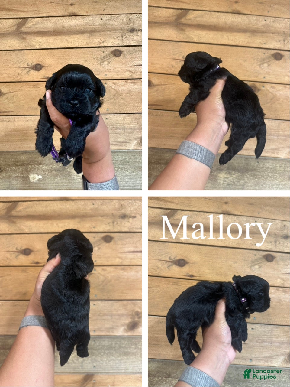Mixed Breed dogs Mallory - Ad 1