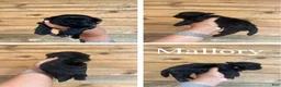 Mixed Breed dogs for sale: Mallory - Ad 1