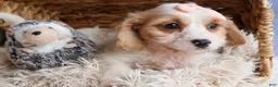 Cavachon dogs for sale: RHODA - Ad 4