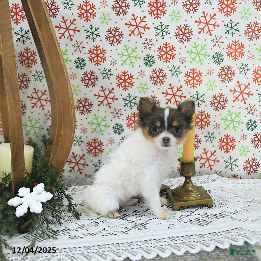 Pomeranian dogs for sale: Lilly - Ad 5