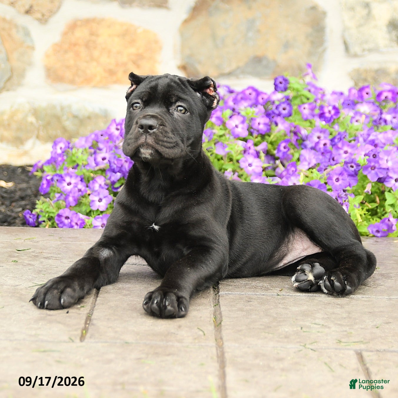 Cane Corso dogs Cleo - Ad 2