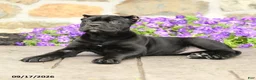 Cane Corso dogs for sale: Cleo - Ad 2