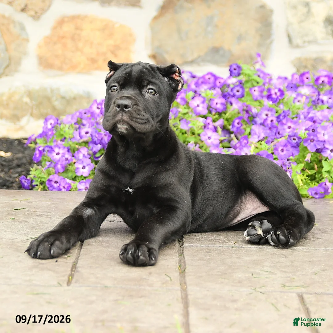 Cane Corso dogs for sale: Cleo - Ad 2