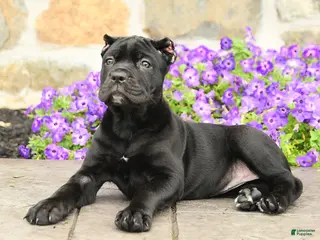 Cane Corso dogs Cleo - Ad 2