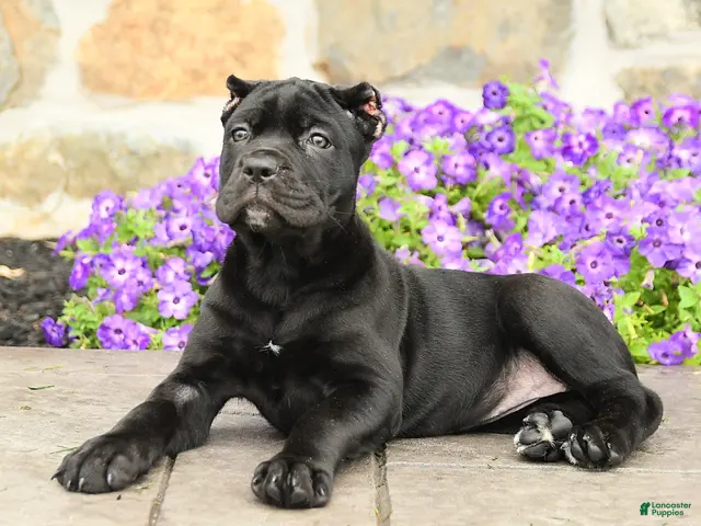 Cane Corso dogs Cleo - Ad 2