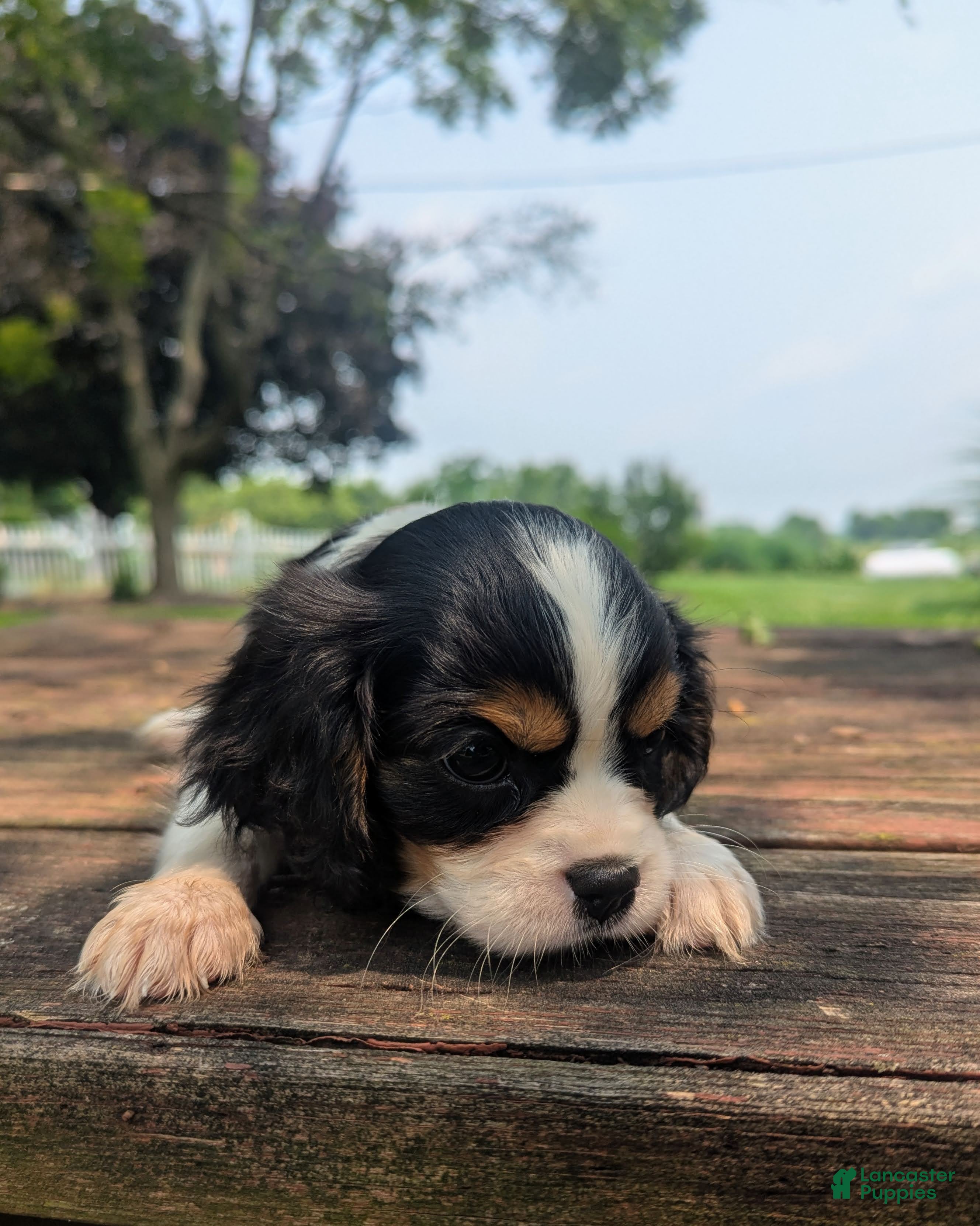 Cavalier King Charles Spaniel dogs Elsie - Ad 2