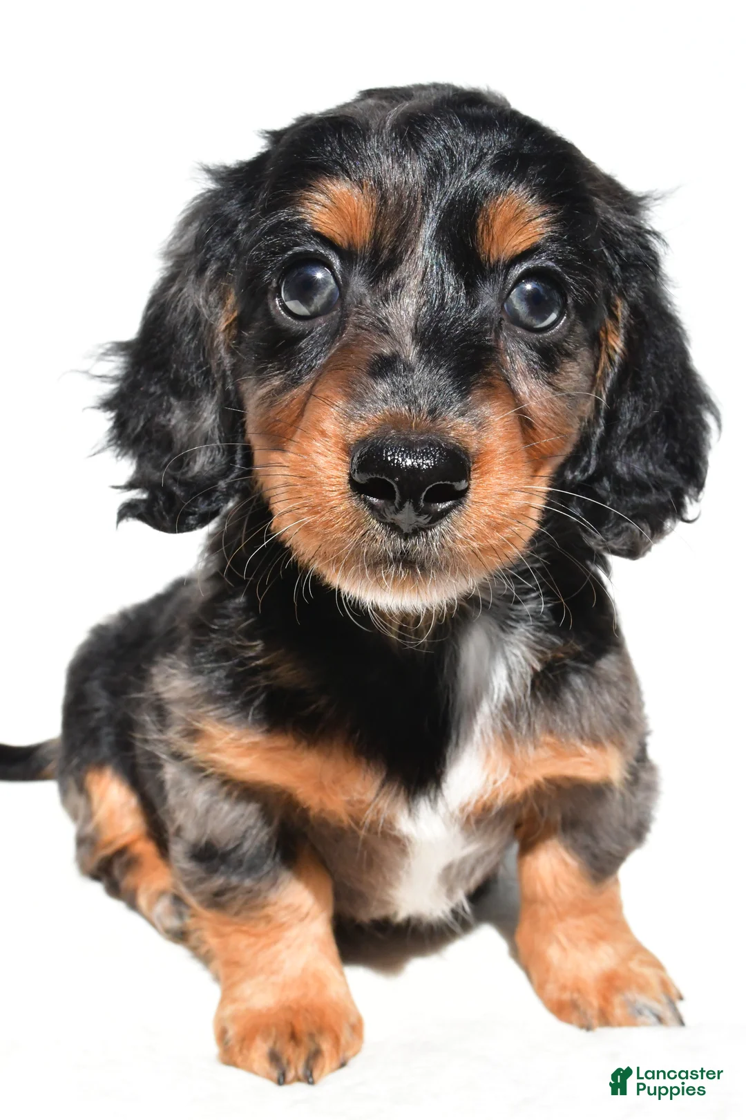 Dachshund dogs for sale: Molly - Ad 1