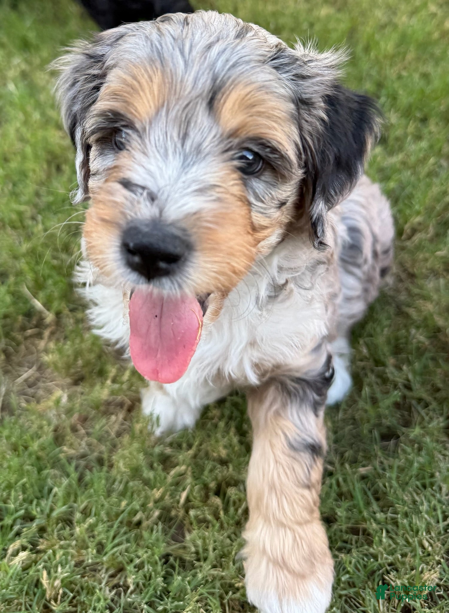 Mini Aussiedoodle dogs Stormy - Ad 4