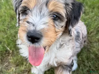Mini Aussiedoodle dogs Stormy - Ad 4