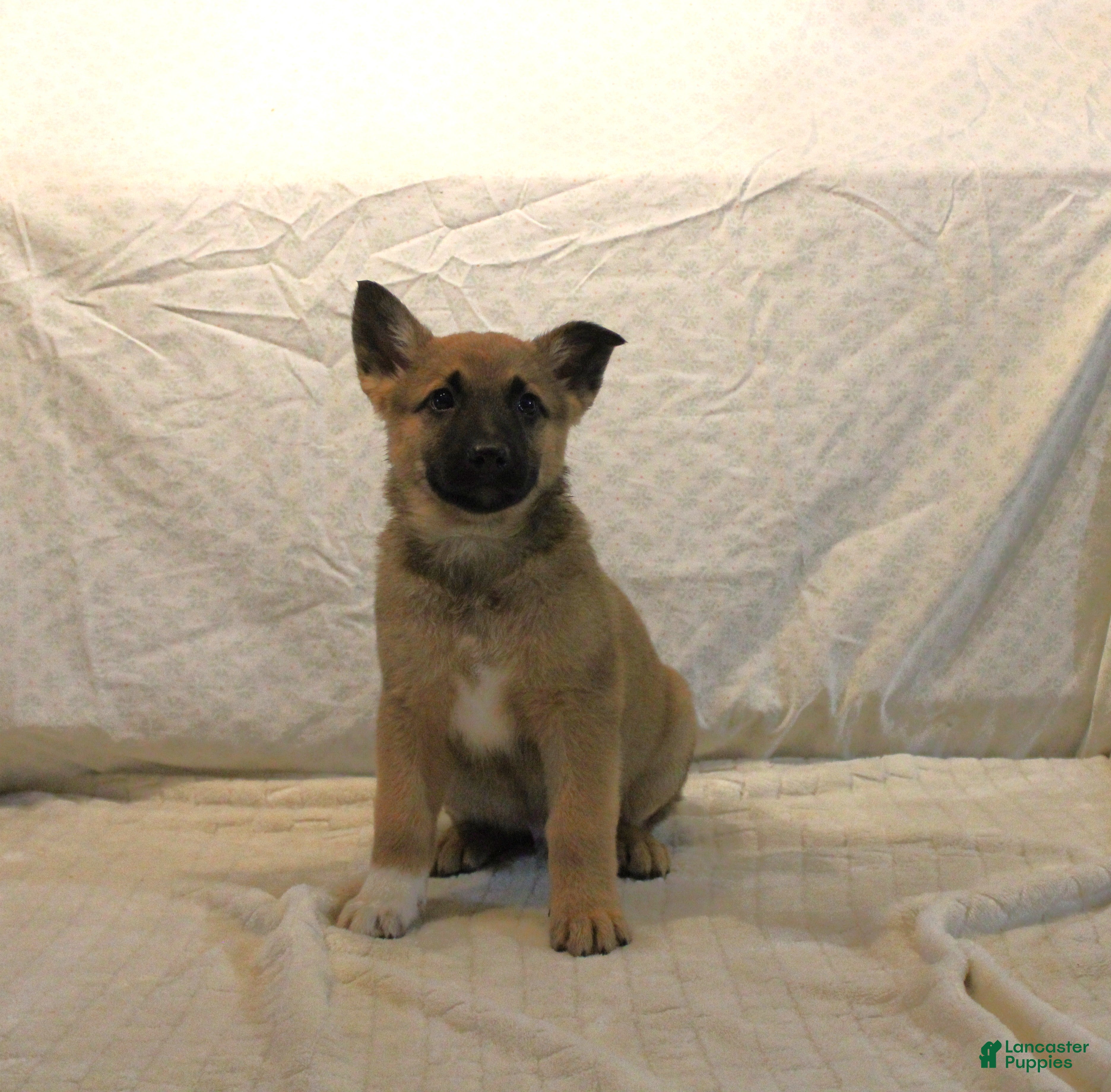 Mixed Breed dogs Leo - Ad 22