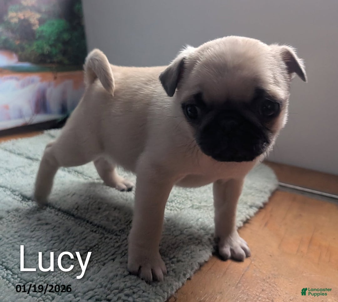 Pug dogs for sale: Little Lucy - Ad 4