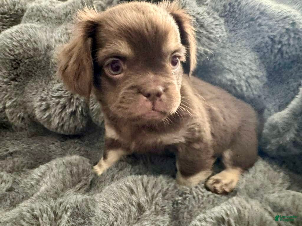 French Bulldog dogs Grumpy - Ad 1