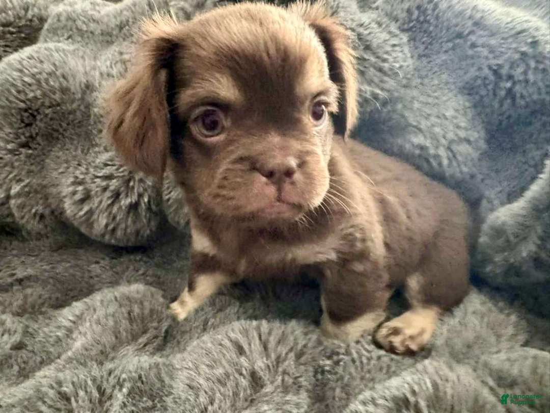 French Bulldog dogs for sale: Grumpy - Ad 1