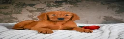Golden Retriever dogs for sale: Tia - Ad 5