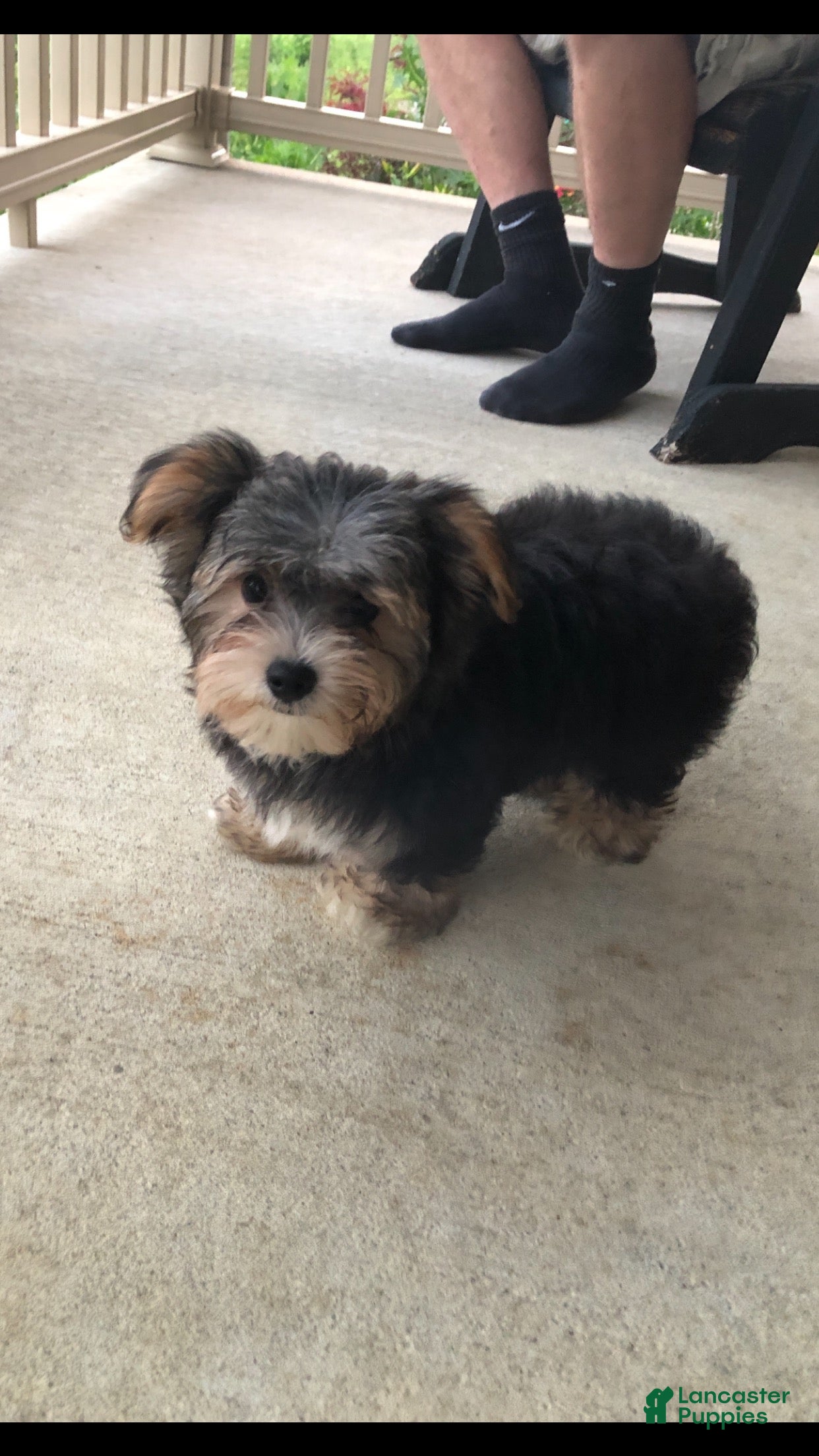 Morkie dogs Thor  - Ad 1