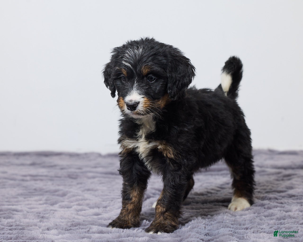 Bernedoodle dogs Kaycee - Ad 2