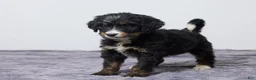 Bernedoodle dogs for sale: Kaycee - Ad 2