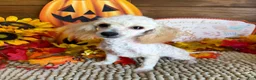 Toy Poodle dogs for sale: Adam - Ad 3