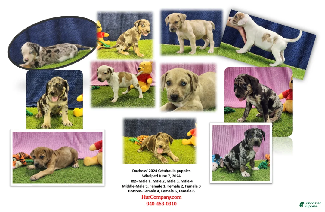 Catahoula Leopard Dog dogs for sale: Duchess 2025 Female 2 - Ad 15