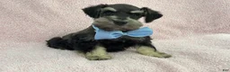 Miniature Schnauzer dogs for sale: Mae Male 3 Black & Silver AKC - Ad 3
