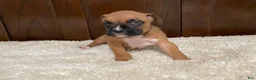 Boxer dogs for sale: Jax - Ad 11