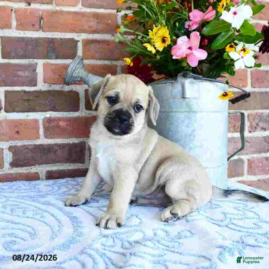 Puggle dogs Taylor - Ad 1