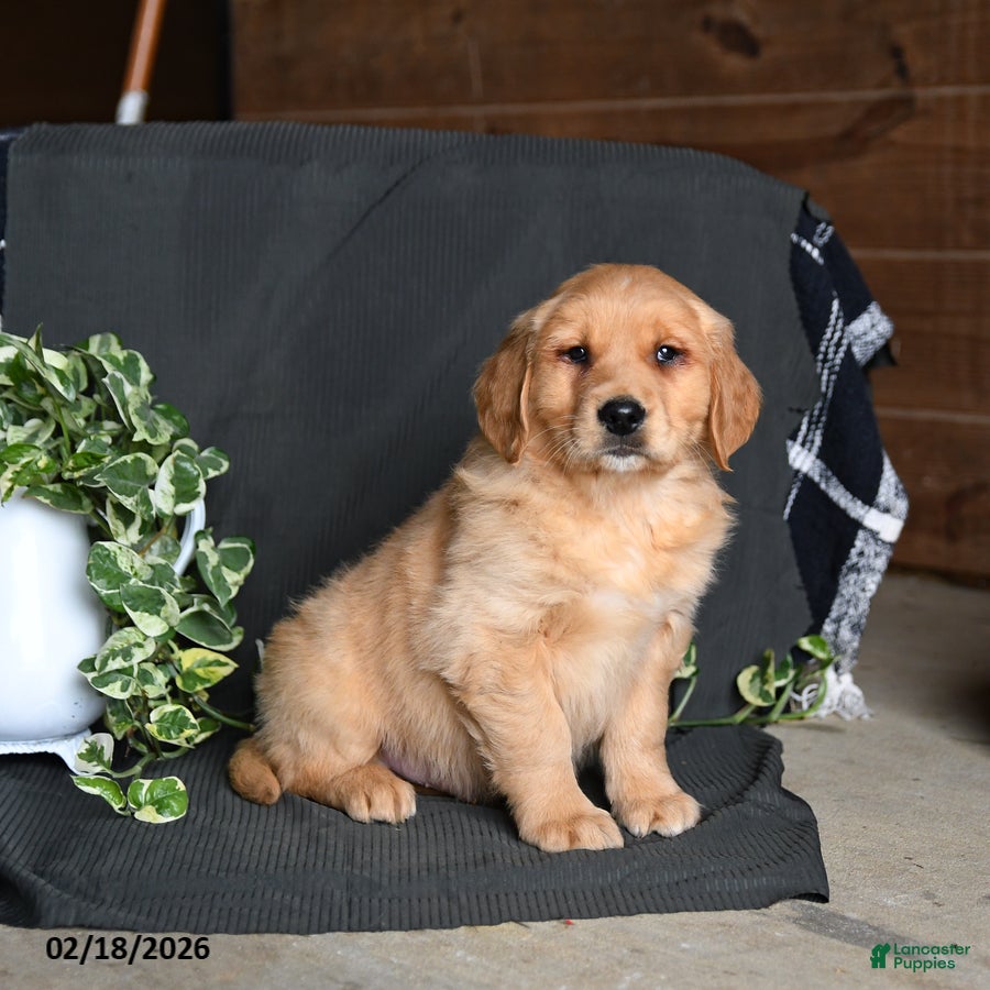 Golden Retriever dogs Everest - Ad 1
