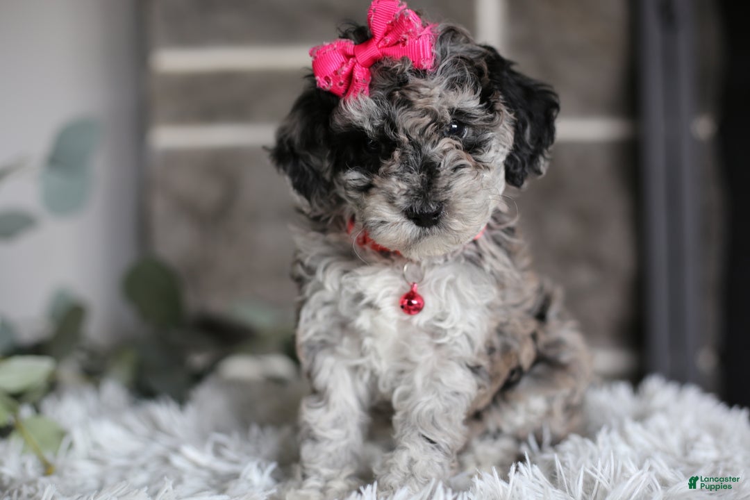 Miniature Poodle dogs for sale: Joy - Ad 3