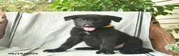 German Shepherd dogs for sale: Griffin  - Ad 3