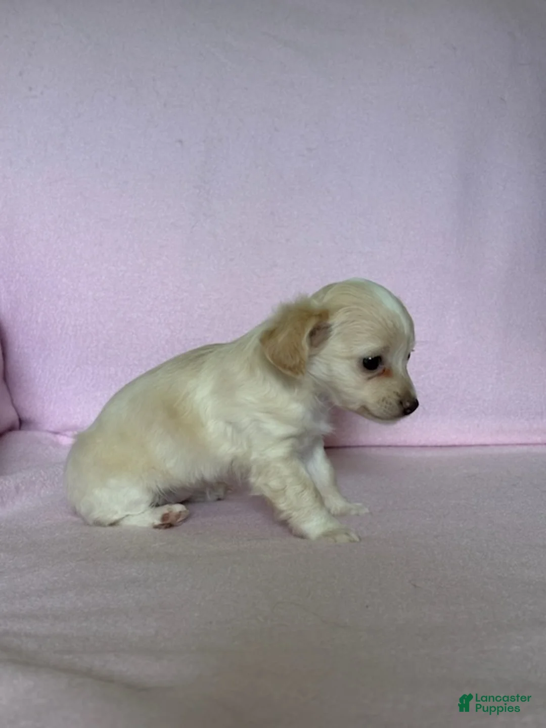 Chiweenie dogs for sale:  Sophia - Ad 2