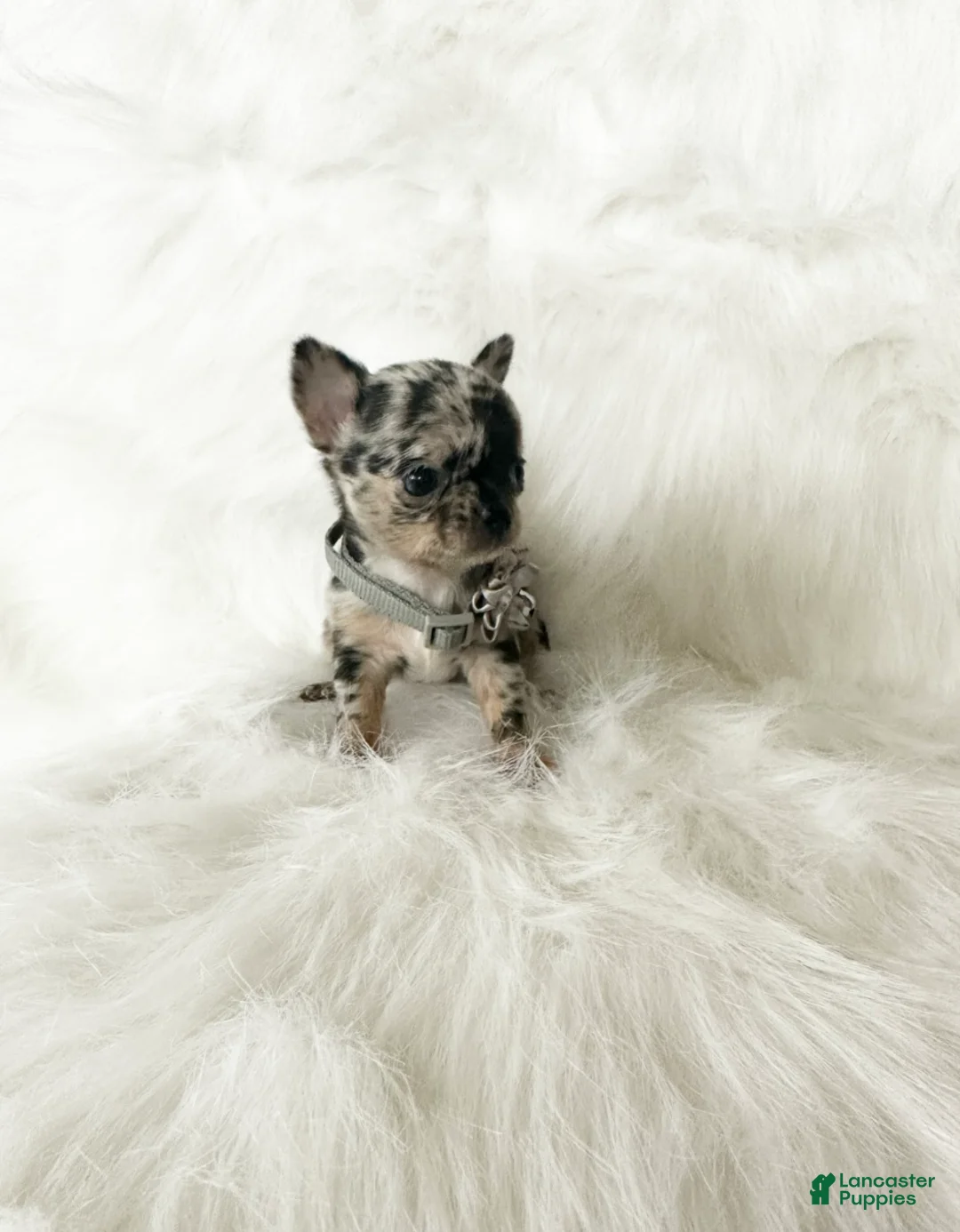 Chihuahua dogs for sale: Stormie - Ad 5