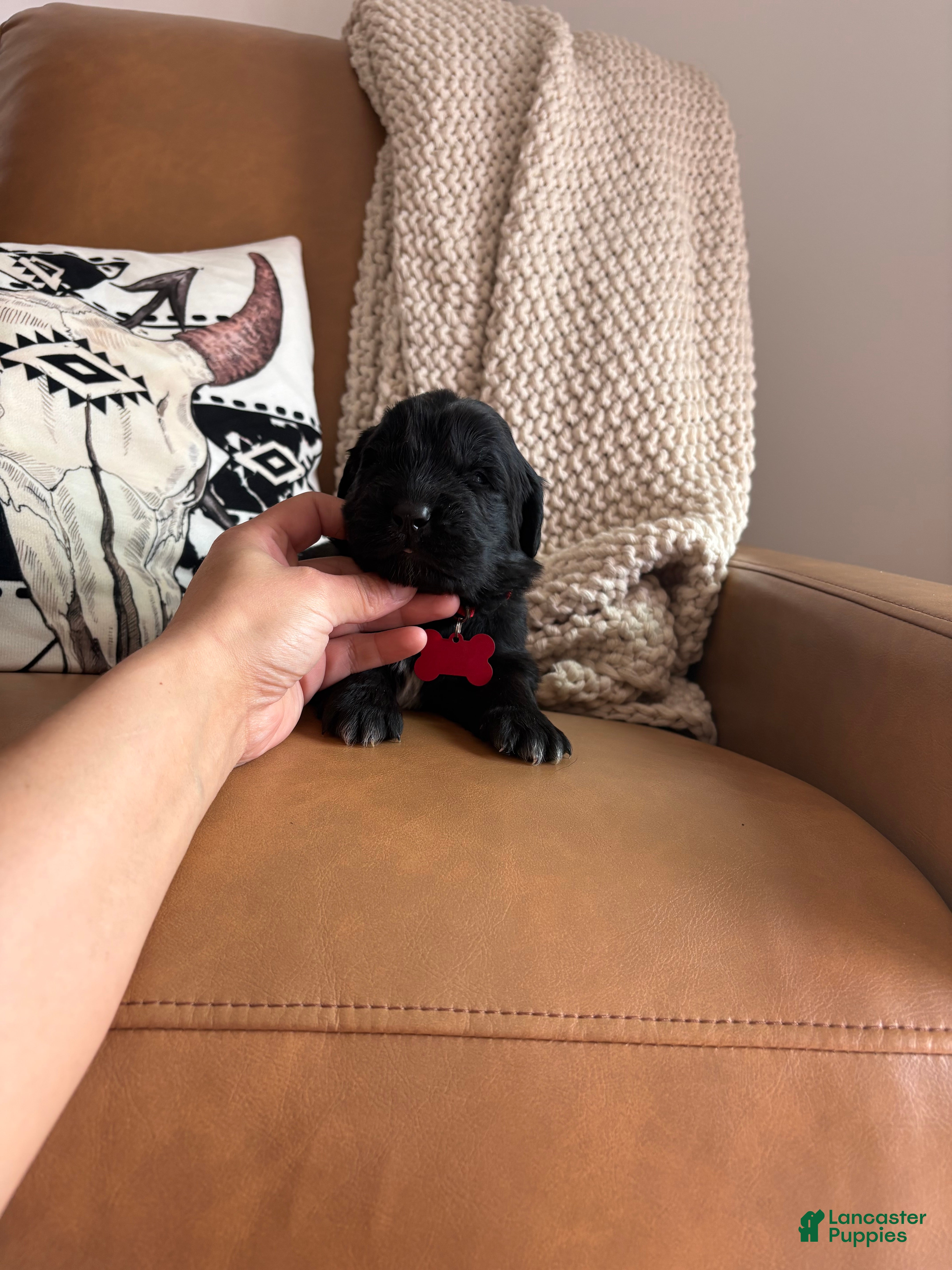 Newfoundland dogs Bae - Ad 30