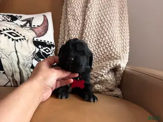 Newfoundland dogs Bae - Ad 30