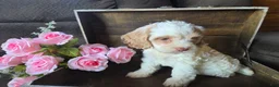 Cockapoo dogs for sale: Char - Ad 6