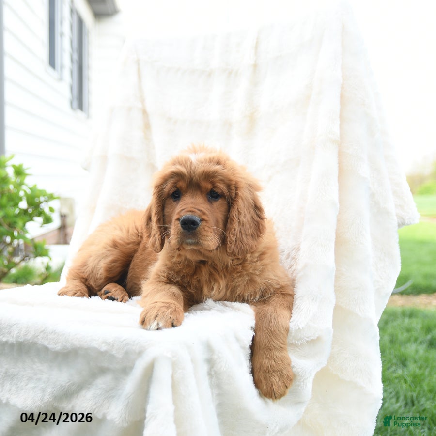 Miniature Golden Retriever dogs James   - Ad 2
