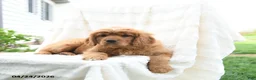 Miniature Golden Retriever dogs for sale: James   - Ad 2